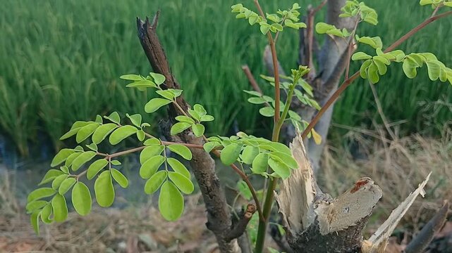Moringa tree plant in the garden