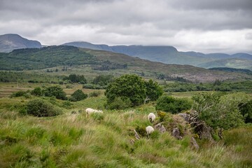 Obraz premium Ring of Kerry, Ireland