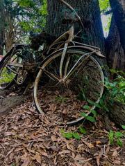 bicycle in the woods