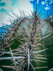 cactus in the desert