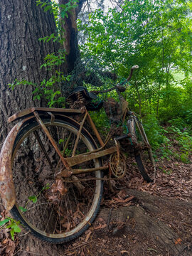 old bicycle in the forest 