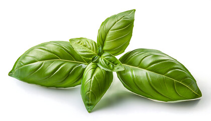 Obraz premium Fresh Basil Leaves on a White Background.