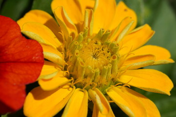 Yellow flower macro with details in focus