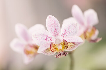 Phalaenopsis Orchid Primary Hybrid. Phalaenopsis stuartiana x phalaenopsis minus.