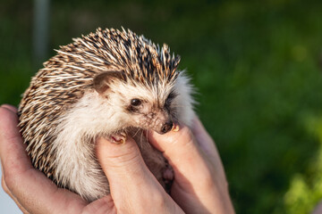 hedgehog muzzle close-up.prickly pet.African pygmy hedgehog in male hands. Communication with pets.