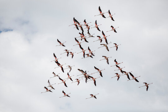 Flock of flamingos flying
