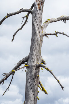 Twisted dead tree in the mountains