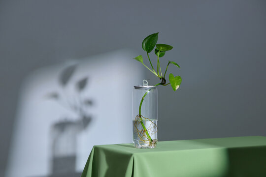 Minimalist Plant in recycled Vase on Green Tablecloth