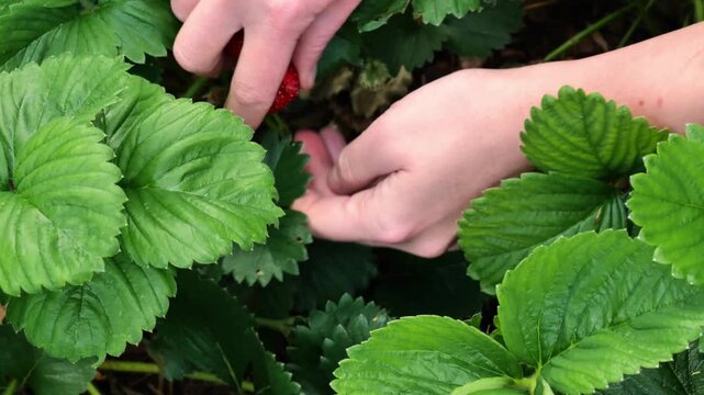 Picking strawberries by hand.hand picks ripe strawberries from a bush in the summer garden. 4k footage