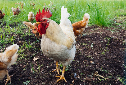 Free range chicken