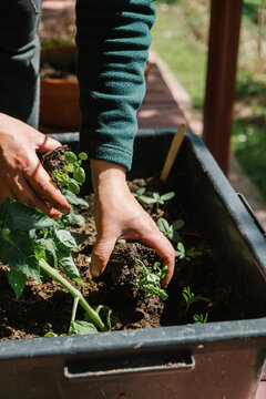 planting 