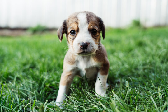 Cute little puppy in grass