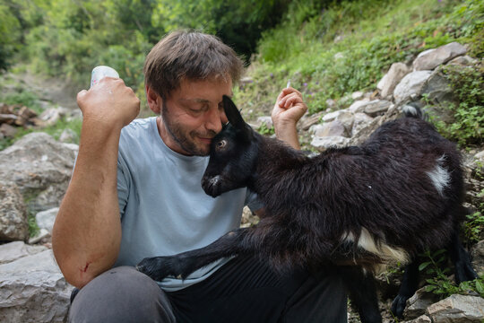 Small goat fawns on the farmer