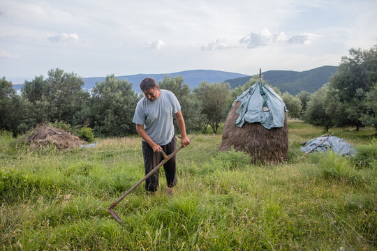 Farmer mows grass for animal feed