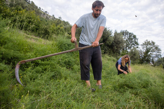 Spouses mow and collect grass for animal feed