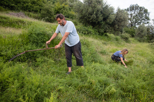 Spouses mow and collect grass for animal feed