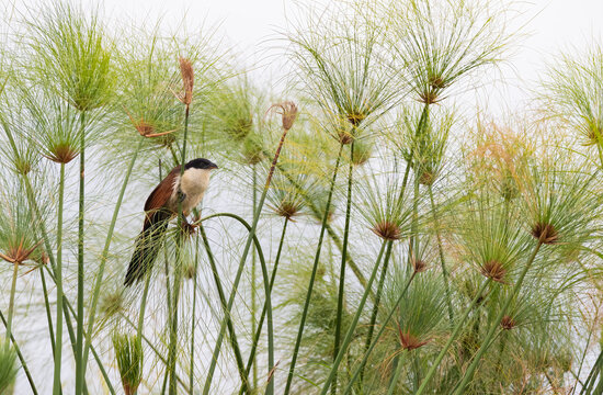Senegal Coucal Perched In Papyrus Reed, Chobe River, Botswana  