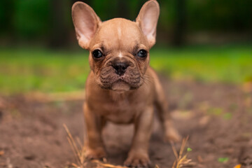 Adorable cachorro bulldog frances en el parque