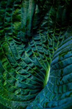 hosta leaf