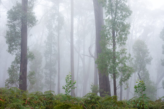 Gumtrees in the early morning fog