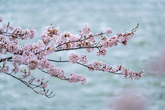 Pink Cherry Blossoms On Teal Waters