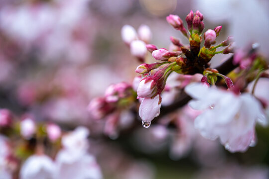 Dripping Rain On Cherry Blossom Buds