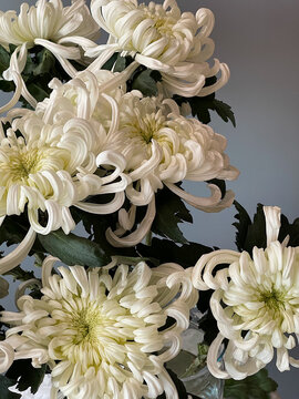 Beautiful fresh chrysanthemum flowers