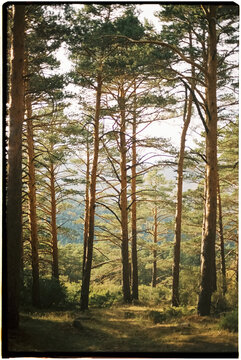 Pine forest sunlight