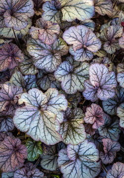 Heuchera close up