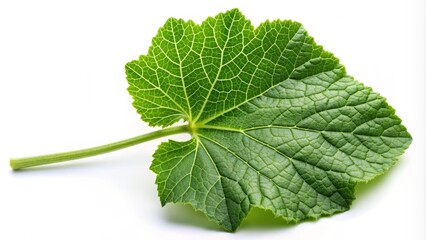 Obraz premium Fresh stem of vibrant green pumpkin leaves isolated on a clean white background, showcasing the delicate veins and natural curves of the leafy stem.