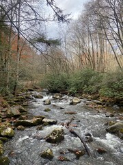 stream in the forest