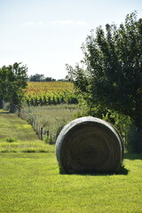 Hay Bales in a Farm Field