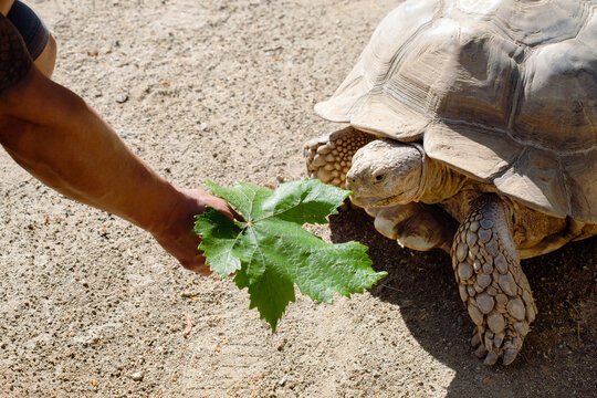 Tortoise Being Fed Leaf by Hand