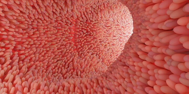 3D illustrations depicting intestinal villi