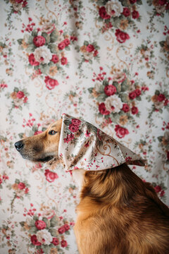 Portrait of a dog 