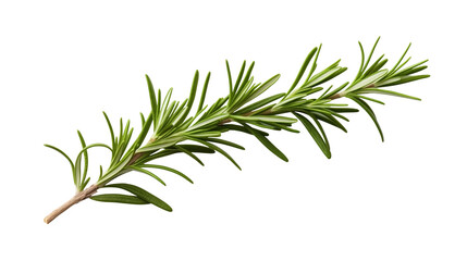 Fototapeta premium Close Up to a rosemary branch PNG isolated on white and transparent background - Aromatic Herb Plant Fragrant Herbal Rosemary garnish cooking Concept