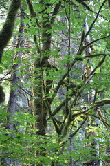 Fototapeta premium trees in the forest