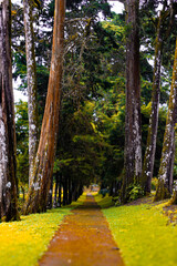 Camino en el bosque