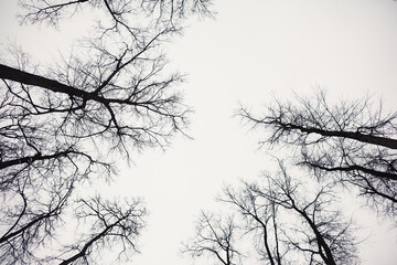 Black tree tops against a light sky. Depression or loneliness concept. Selective focus, copy space