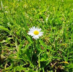 Isolated single white yellow common daisy flower plant in a green grass field