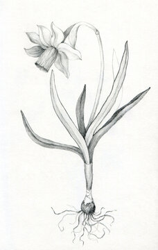 daffodil drawing pencil