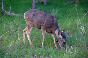 Mule deer in Zion National Park with tracker around neck