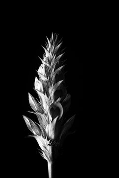 Acanthus flower in black and white