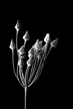 Allium siculum flower stalk