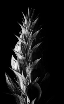Acanthus flower in black and white