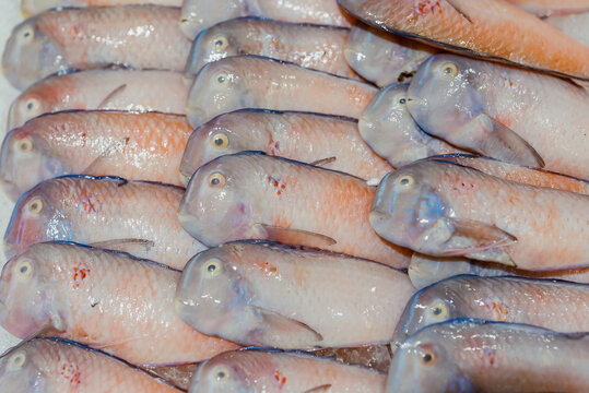 Fresh Fish Display