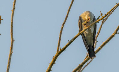 Mississippi kite perched in a dead tree eating an insect.