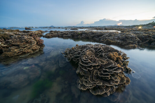 Dry coral reef