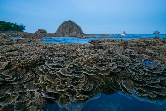 Dry coral reef in Hon Yen