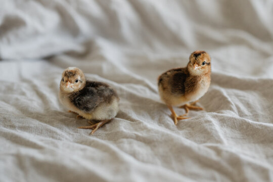 male and female cream legbar chicks